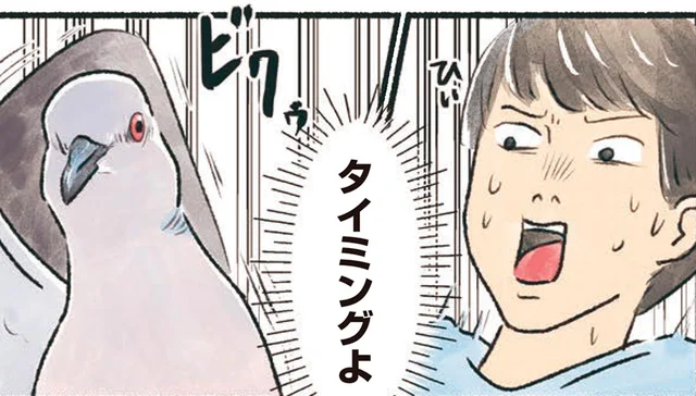 なぜこのタイミング！？間の悪いハトにお互いビクッ