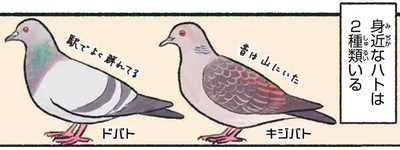 身近なハトは2種類いる