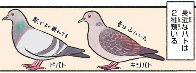町や公園で見かける2種類のハト。共通する点は？