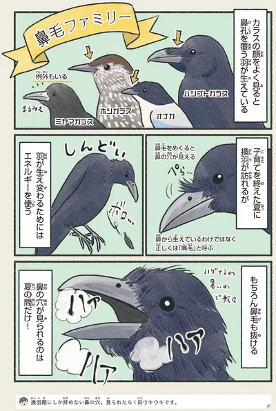 もちろん鼻毛も抜ける