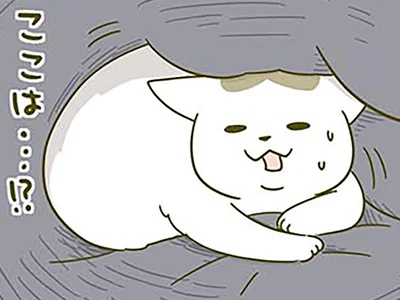 寝起きに戸惑う猫