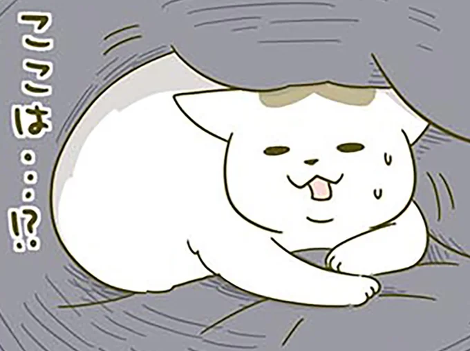 寝起きに戸惑う猫