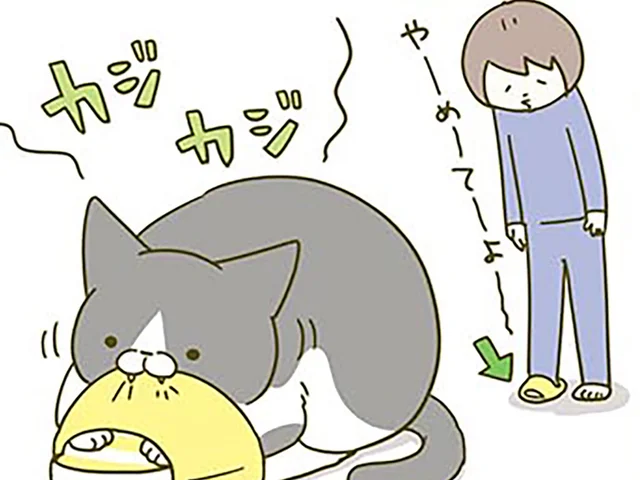 人間のスリッパを奪う猫。飼い主の匂いが好きなのかなと思っていたら