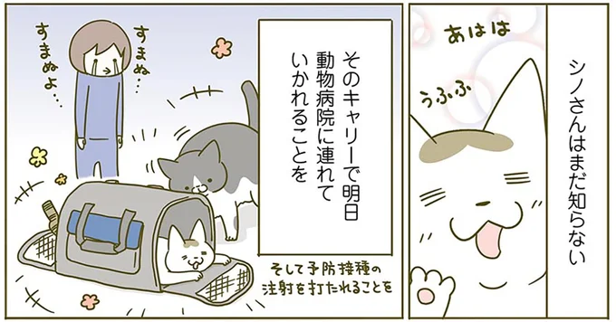 シノさんはまだ知らない
