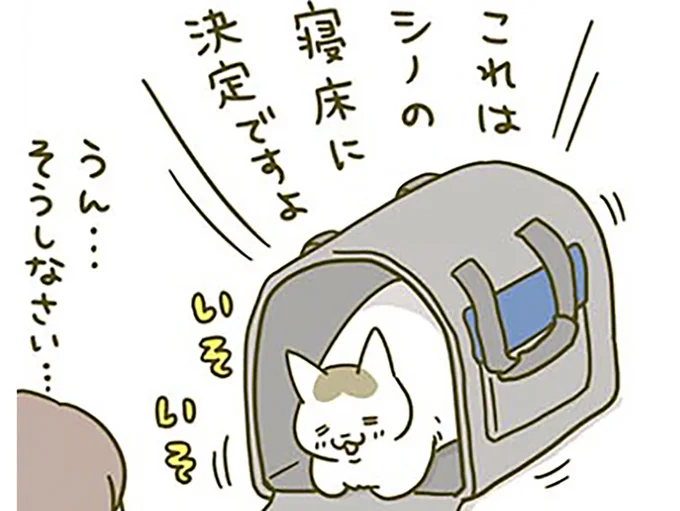 新しいキャリーを気に入った猫