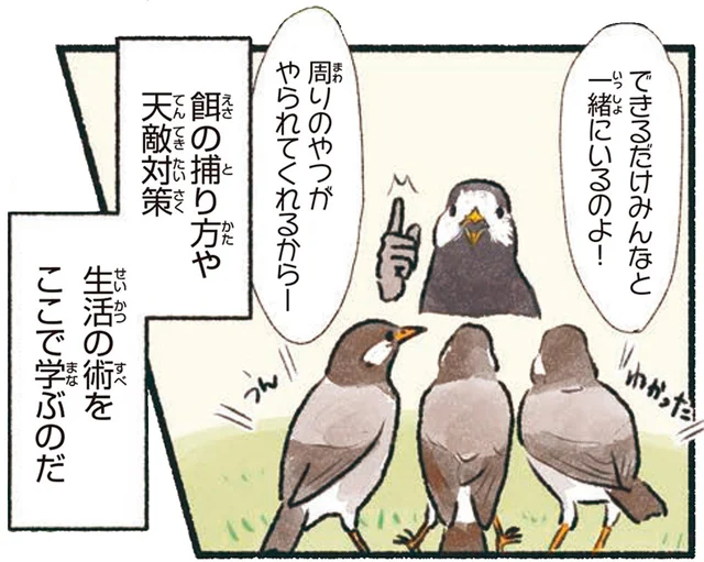 まるでムクドリの学校！巣立ち後は草地に家族が集結
