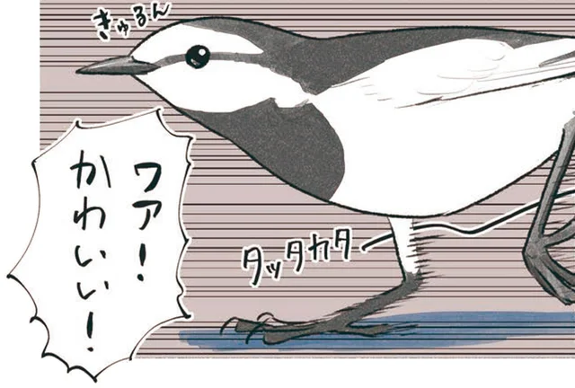 足元を走り回る白い鳥ハクセキレイ。え、駐車場にも！？