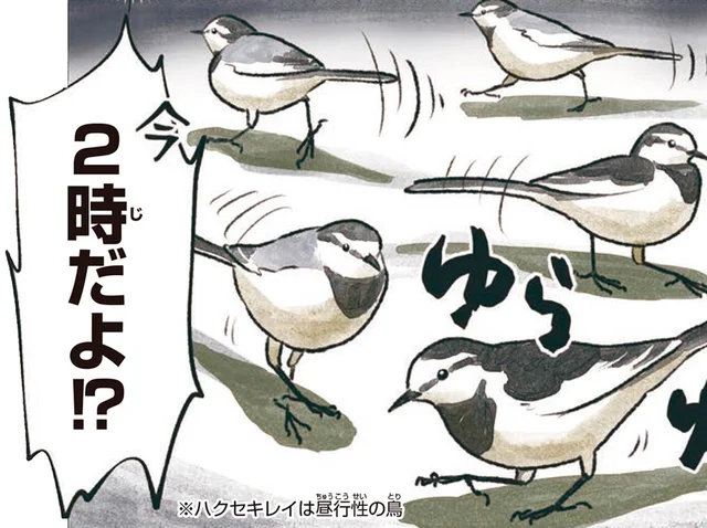 深夜2時、ガソリンスタンドに鳥の集団！？ハクセキレイは何している？