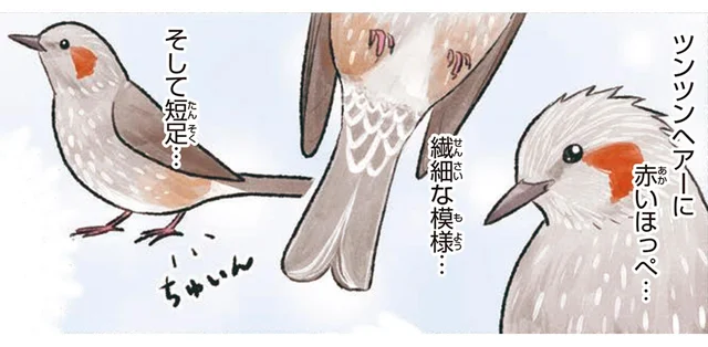 謎の叫び声の正体はヒヨドリかも！赤いほっぺの可愛い鳥