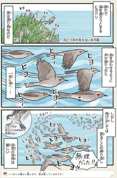 実は渡り鳥なのだ