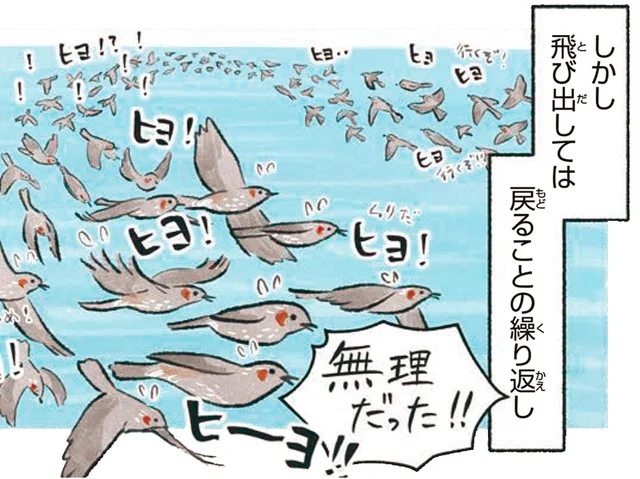 集団で海に行ったと思ったら？厳しい世界に暮らす渡り鳥ヒヨドリ