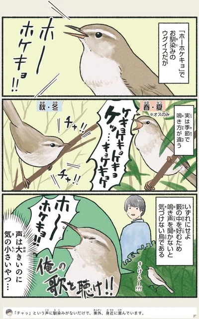 実は季節で鳴き方が違う
