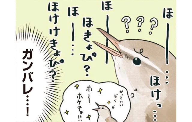 立派な「ホーホケキョ」には練習が必要。ウグイスのコソ練