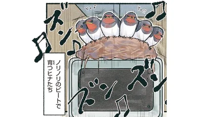 ノリノリのビートで育つヒナたち