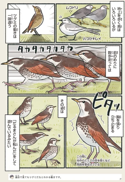 ツグミの動きは一味違う