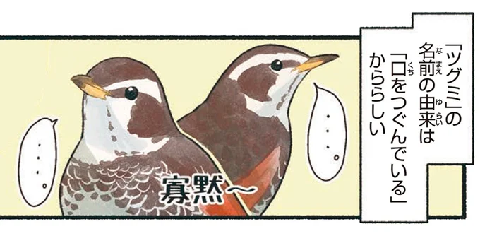 「ツグミ」の名前の由来は「口をつぐんでいるから」らしい