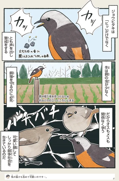 オスもメスも関係なく争う