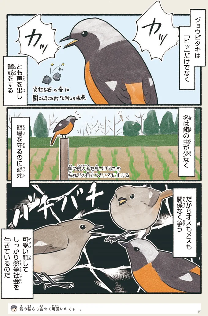 オスもメスも関係なく争う