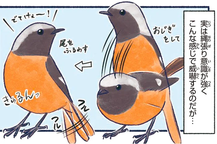 鳥界のアイドル・ジョウビタキ。威嚇する姿も可愛い