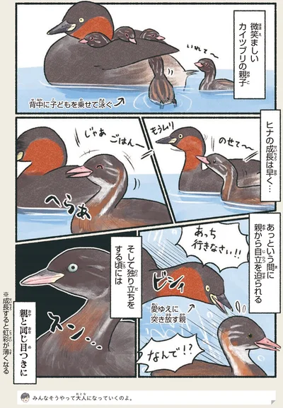 独り立ちをする頃には親と同じ目つきに