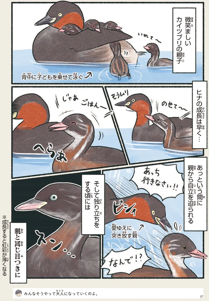 独り立ちをする頃には親と同じ目つきに