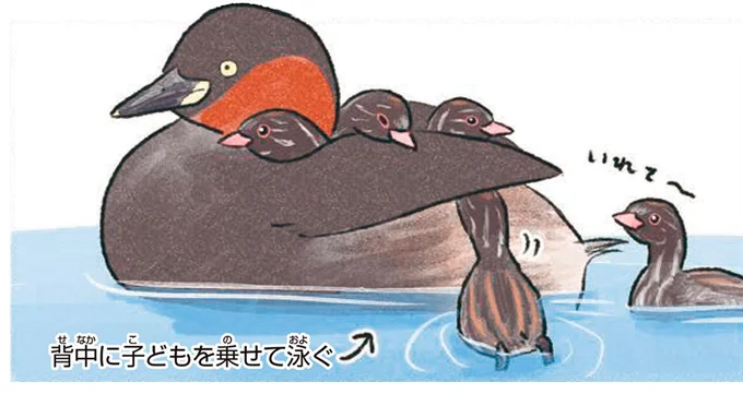 微笑ましいカイツブリの親子