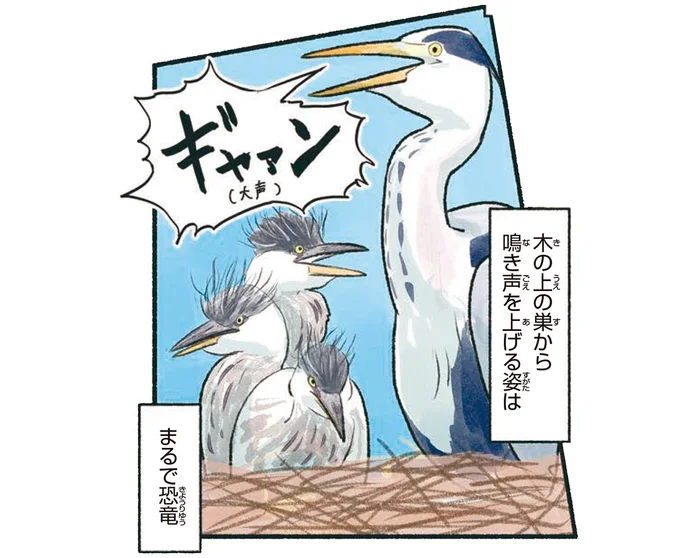 まるで恐竜！日本で見られる最大級のサギ、アオサギ