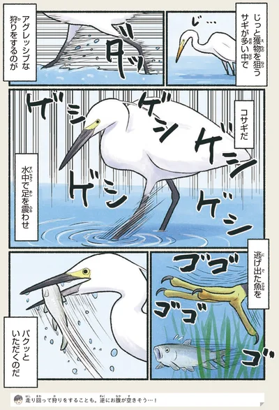 アグレッシブな狩りをするのがコサギだ