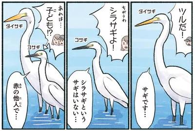 シラサギというサギはいない…