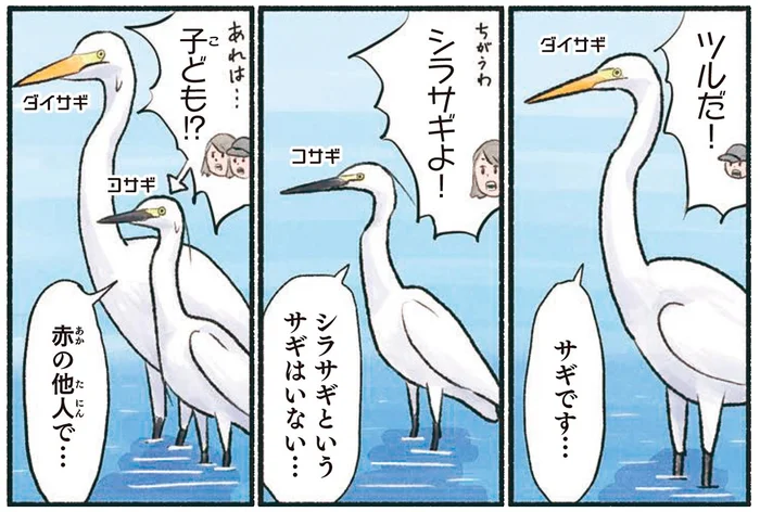 水辺で目立つ白いサギたち。でも「シラサギ」はいない！？