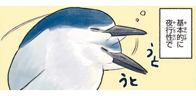 ペンギンみたいなずんぐり姿で、めったに動かないゴイサギ
