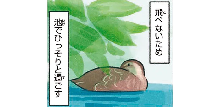 カルガモには飛べない時期が！羽が生えかわるまで池でひっそり