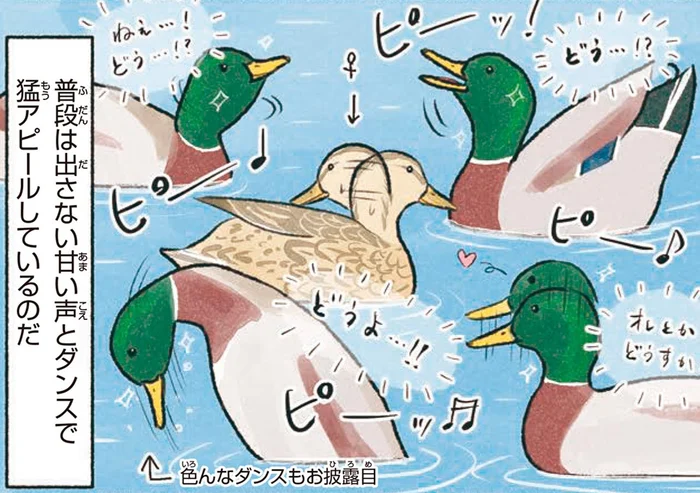 甘い声とダンスで猛アピール！池辺で見つけた、カモの合コン会場