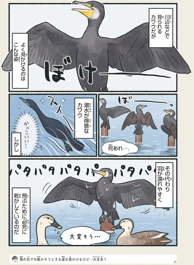 飛ぶために必死に乾かしているのだ