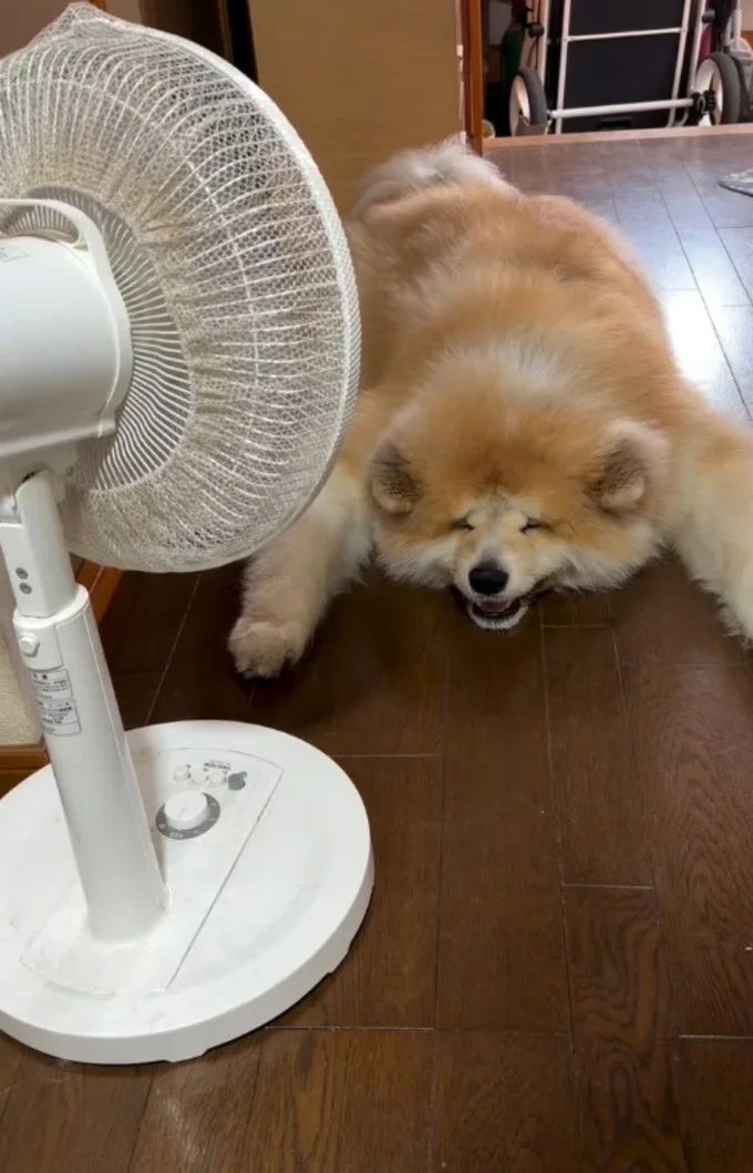 扇風機の風にあたるワンちゃん(⇒次へ)