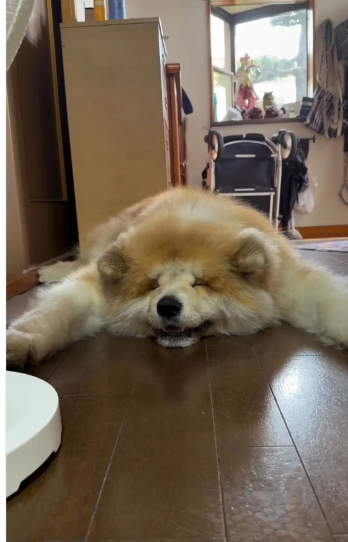 お昼寝に最適みたい▶モフモフ犬は大変(⇒次へ)