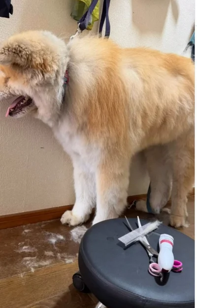 お利口さんにカットされている▶ようやく終わり…（⇒次へ）