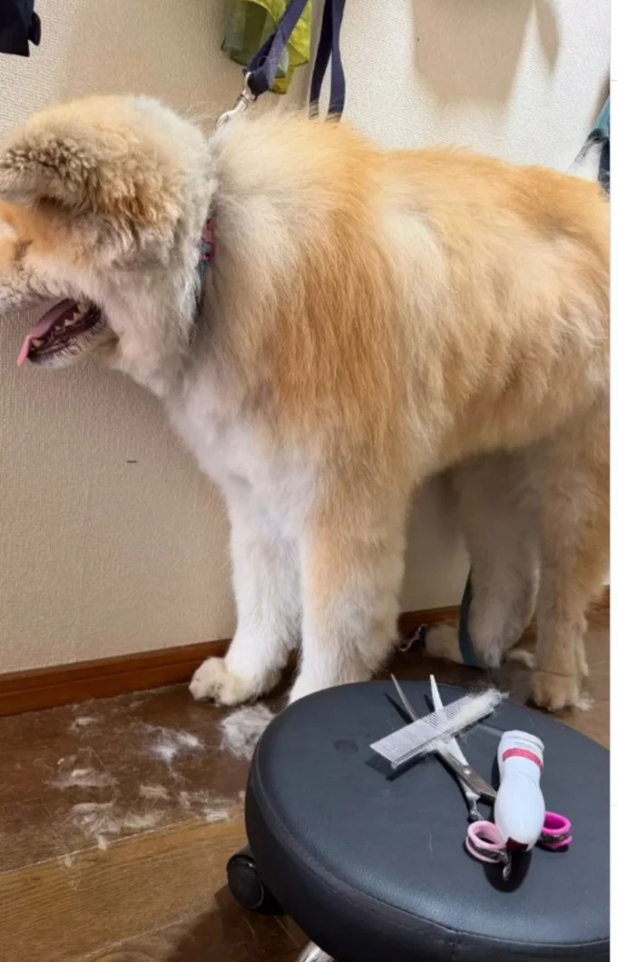 お利口さんにカットされている▶ようやく終わり…(⇒次へ)