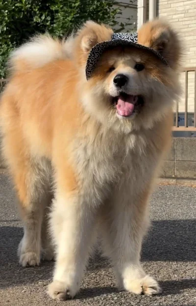 唐草模様の帽子がお似合い▶帽子は…（⇒次へ）