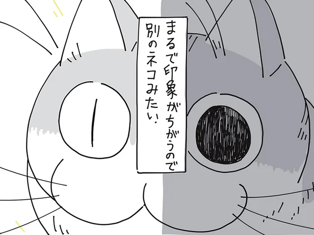 瞳孔が大きくなったり小さくなったり。ネコの瞳が気になって
