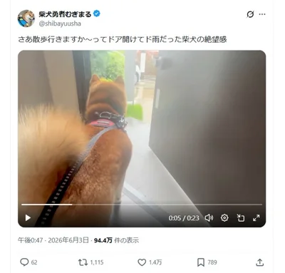 1.4万いいね！多くの共感を集めました▶︎そして晴れの日は別犬に！！（⇒次へ）