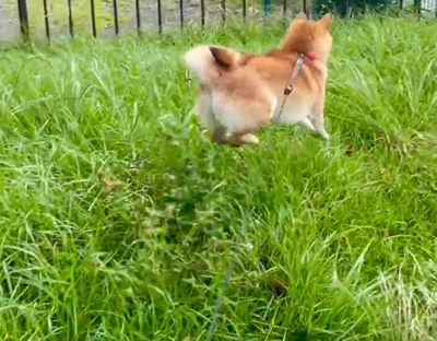 うれしい！ジャンプ！▶︎もっと飛んじゃいます（⇒次へ）