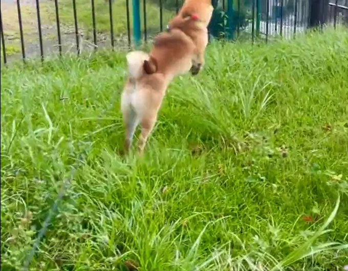 ジャーンプ！！▶︎躍動感がすごい！（⇒次へ）