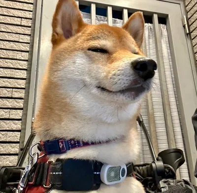 悟ってしまったむぎまるくん▶︎早く走りたい！のお顔（⇒次へ）