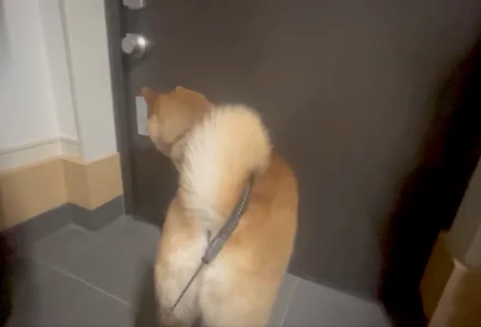 お散歩に行きますかね▶︎ドアを開けて…(⇒次へ)