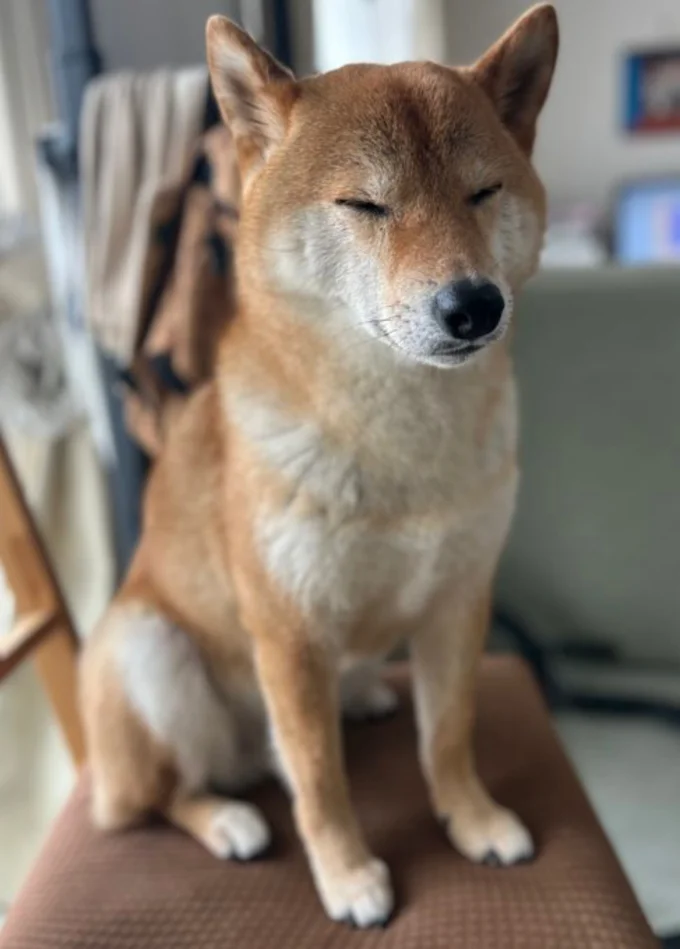 座り寝するむぎまるくん▶︎しっぽもおしりもふわふわです♪（⇒次へ）