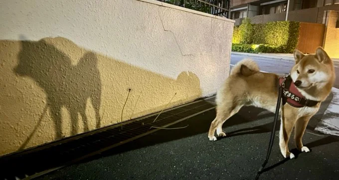 見事な影のむぎまるくん▶︎おすまし顔も見てください（⇒次へ）