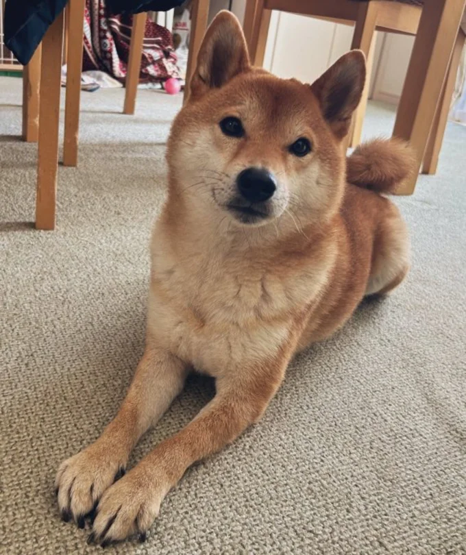 お行儀良く座るむぎまるくん▶︎お腹を出して甘えちゃう！（⇒次へ）