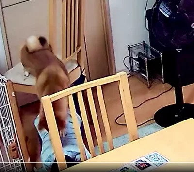 ちょうどいい高さで助かるワン▶︎無事おりられました！（⇒次へ）