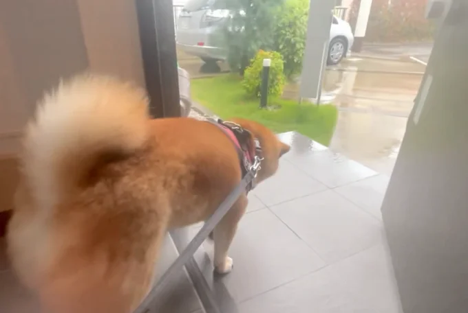 しっかり降ってる…！！！▶︎しょんぼりなむぎまるくん（⇒次へ）